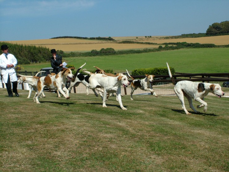 Isle of Wight Hunt Puppy Show 2004