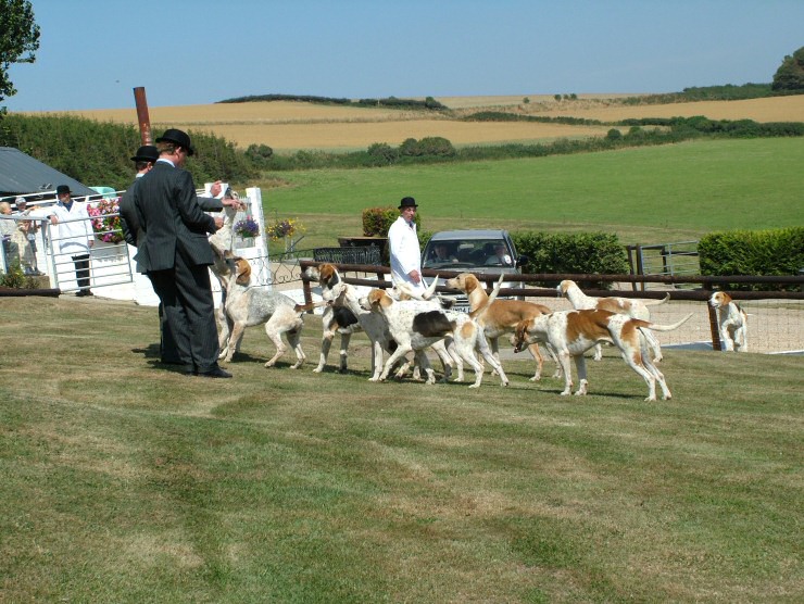 Isle of Wight Hunt Puppy Show 2004