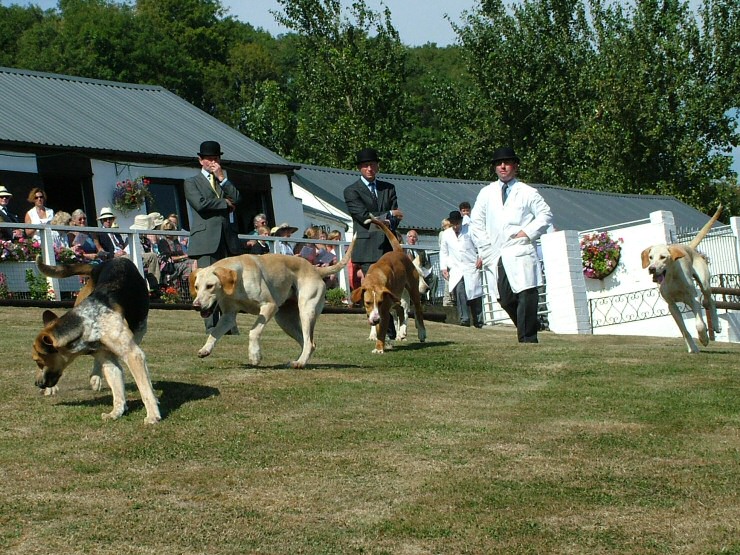 Isle of Wight Hunt Puppy Show 2004