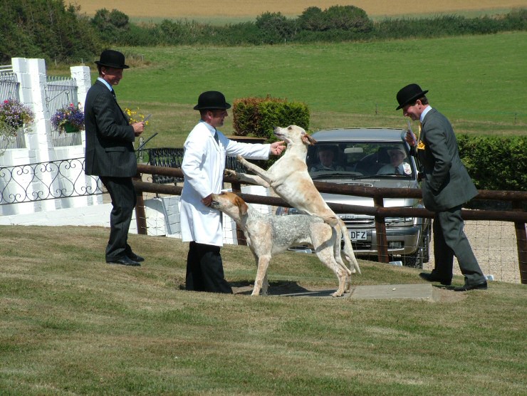 Isle of Wight Hunt Puppy Show 2004