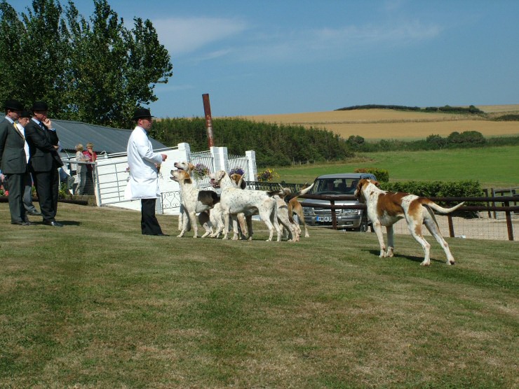 Isle of Wight Hunt Puppy Show 2004