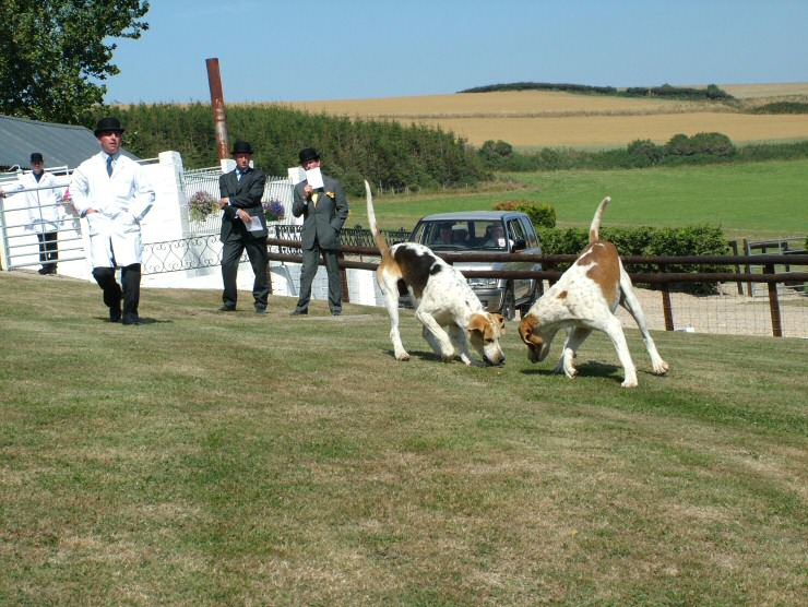 Isle of Wight Hunt Puppy Show 2004
